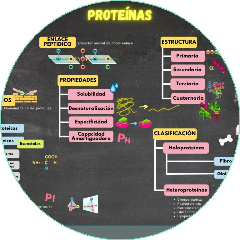 Esquema de los Aminoácidos y las Proteínas de Biología de 2º Bachillerato